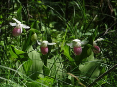 Cypripedium reginae