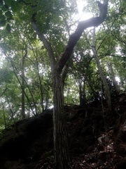 Dalbergia granadillo