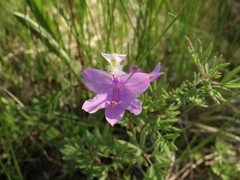 Calopogon tuberosus tuberosus