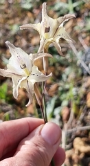 Gladiolus recurvus