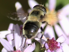 Eristalis anthophorina