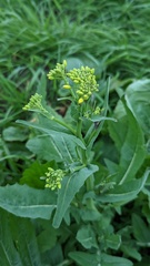 Brassica napus