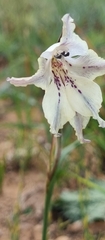 Gladiolus recurvus
