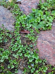 Trifolium repens