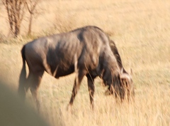 Connochaetes taurinus taurinus