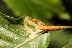 Stigmella tityrella