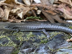 Elgaria coerulea coerulea