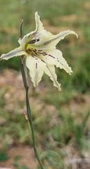 Gladiolus recurvus