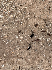 Pogonomyrmex barbatus