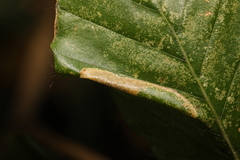 Phyllonorycter maestingella