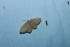 Thalera pistasciaria