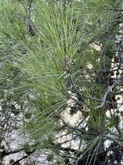 Pinus halepensis