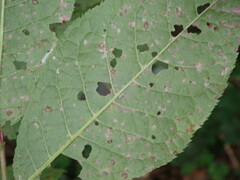 Pucciniastrum areolatum