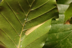 Phyllonorycter maestingella