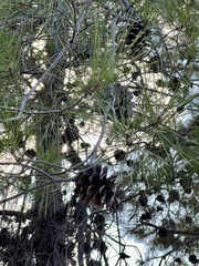 Pinus halepensis