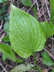 Hosta
