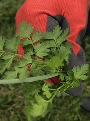 Anthriscus sylvestris