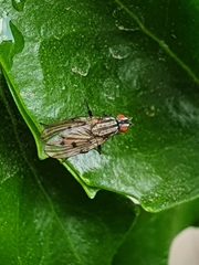 Anthomyia