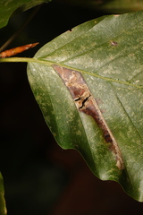 Phyllonorycter maestingella