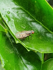 Anthomyia