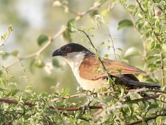 Centropus senegalensis