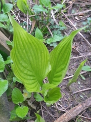 Hosta