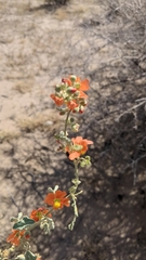 Sphaeralcea fendleri