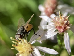 Musca autumnalis