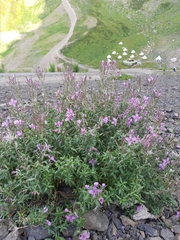 Chamaenerion colchicum
