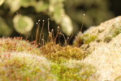 Tortula muralis