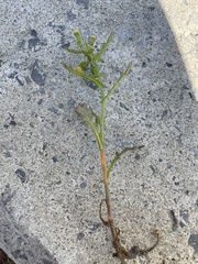 Puccinia lagenophorae