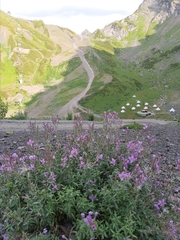 Chamaenerion colchicum