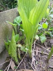 Hosta