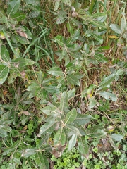 Salix hookeriana