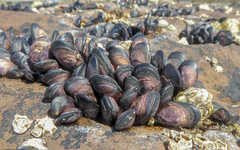 Brachidontes rostratus