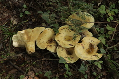 Lactarius intermedius