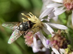 Musca autumnalis