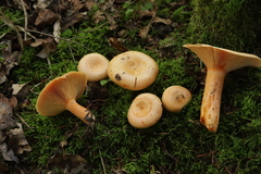 Lactarius salmonicolor