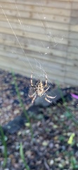 Araneus diadematus