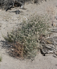 Eriogonum nummulare