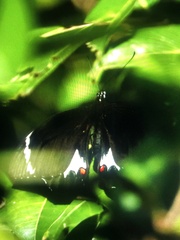 Papilio aegeus