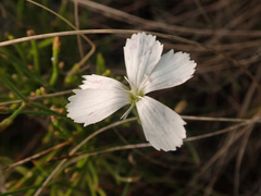 Dianthus rigidus