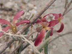 Matthiola fragrans
