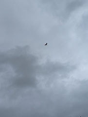 Cathartes aura
