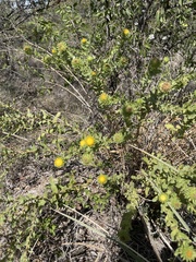 Grindelia ciliata