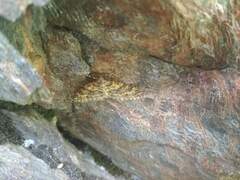 Entephria