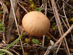 Deconica