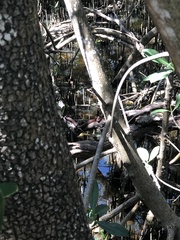 Nerodia clarkii compressicauda