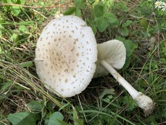 Amanita multisquamosa
