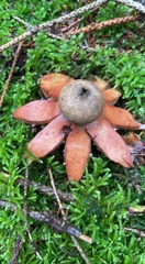 Geastrum rufescens